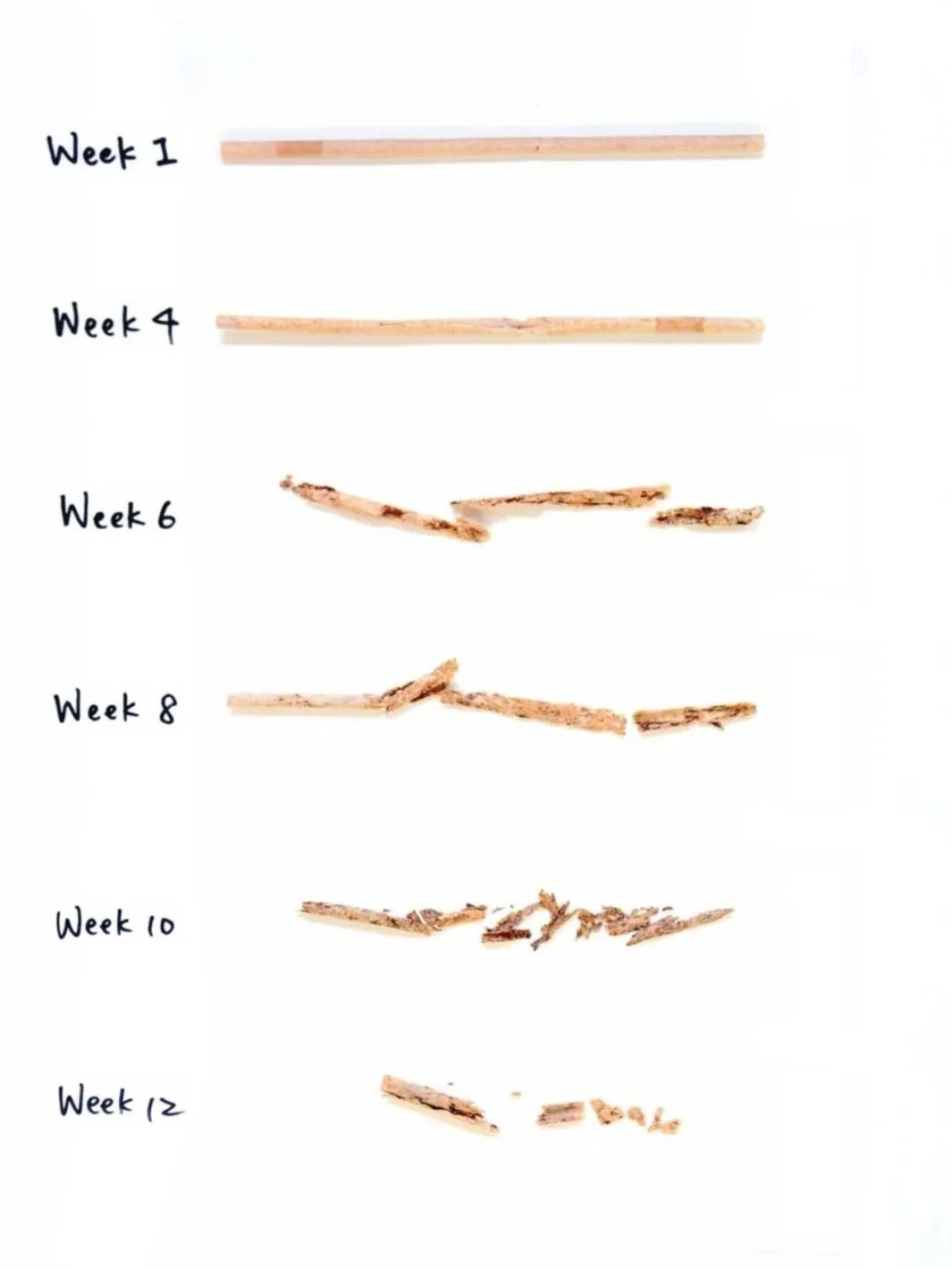 LITTLE GREEN PANDA Paper-Wrapped Home Compostable Straw (⌀6x210mm/⌀0.24x8.3in) (Straight Cut) (300-Pack) - Image 5